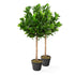 Artificial Bay Tree Pairs